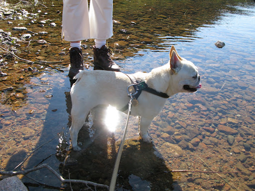 Oh my, Franny!  This hike around Jordan Pond has been especially rigorous today.  My feet need a cool down in this nice cold water.