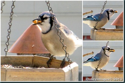 blue jay-pecans