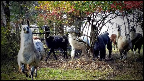 llama1 llama1