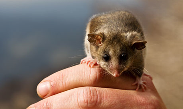Australia's endangered mountain pygmy possum has been earmarked for relocation due to its vulnerability to climate change. Photo: Timothy Arch / AAP Image