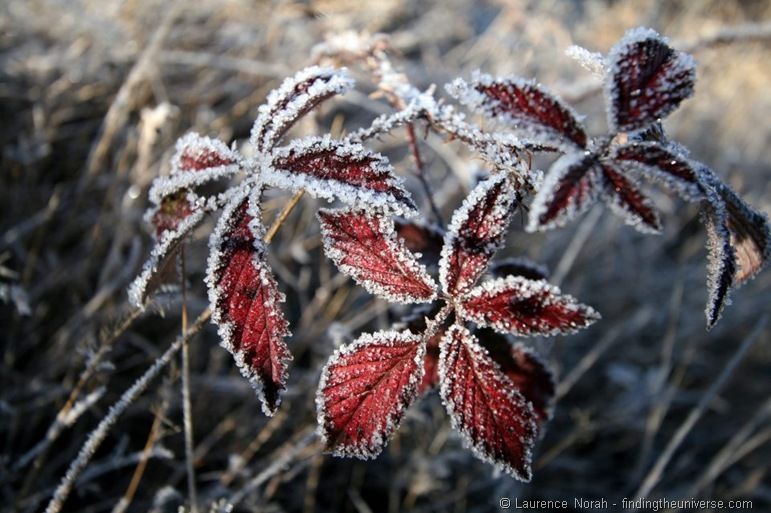 Frost covered leaves New Zealand