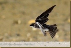 n Tree Swallow female flightD7K_3089 August 13, 2011 NIKON D7000