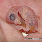 Newborn.JPG