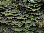 Jubula hutchinsiae - Eas daltot 2.jpg