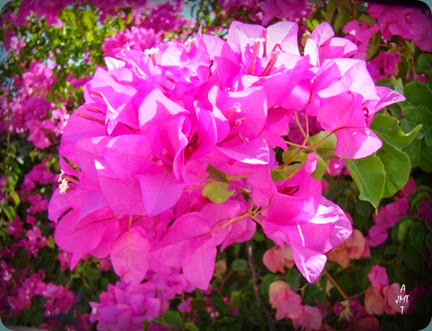 DSC00668H9bBW DSC00668H9bBW