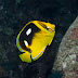 Pb036487