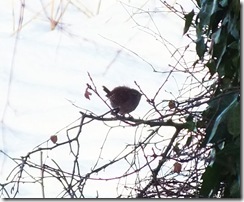 wren