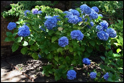 bluehydrangea