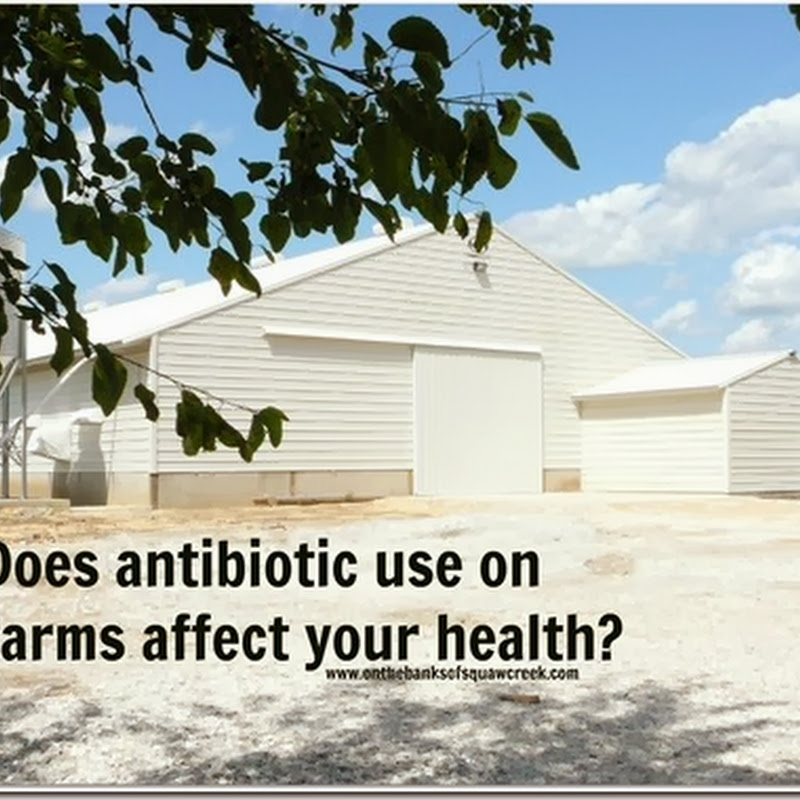 Does antibiotic use on farms affect your health? On the Banks of
