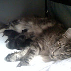 Yippie with her 3rd litter @ almost 4 years yippie-m-kilinger.jpg