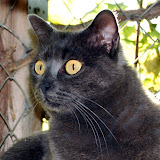 gatti