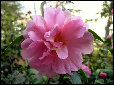 camellia9