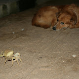 Obstacle! Stand off!