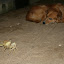 Obstacle! Stand off!