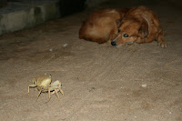 Obstacle! Stand off!