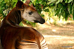 Okapi en captivité dans la réserve de faune à Okapi, 2005.