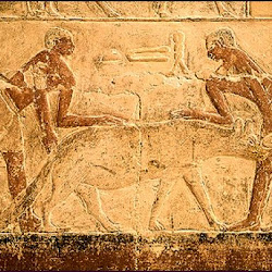 49 - Relieves de la mastaba de Sakkarah