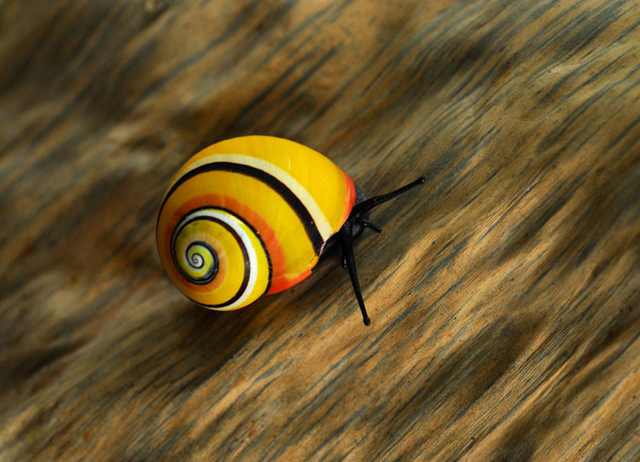 A snail species, Polymita Picta. One fifth of the world’s invertebrates are heading for extinction according to ‘Spineless’, a report published on 31 August 2012 by the Zoological Society of London (ZSL), in conjunction with IUCN and the IUCN Species Survival Commission. Adrin Gonzlez Guilln