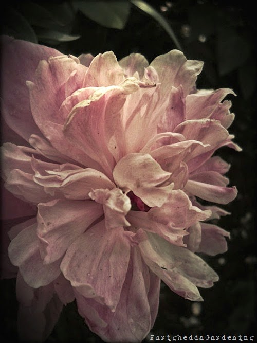 peonia peonia