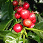 Coffea arabica