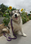 these_funny_animals_883_640_01.jpg
