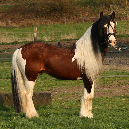 Pokemon hg japanese ar codes