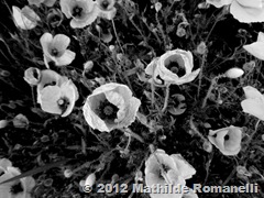 Champ de Coquelicot Champ de Coquelicot