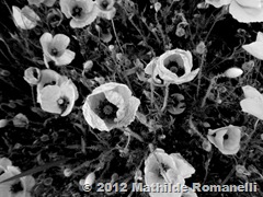 Champ de Coquelicot