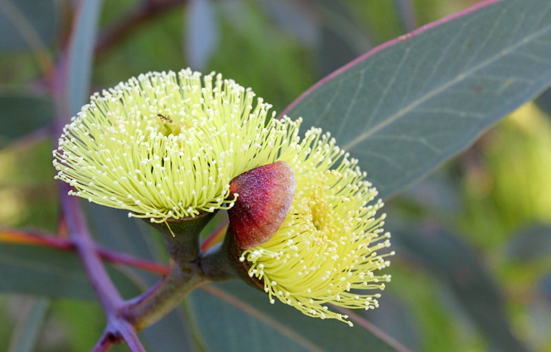 [Eucalyptus-preissiana_11%255B2%255D.jpg]