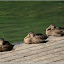 – Enten – Enten