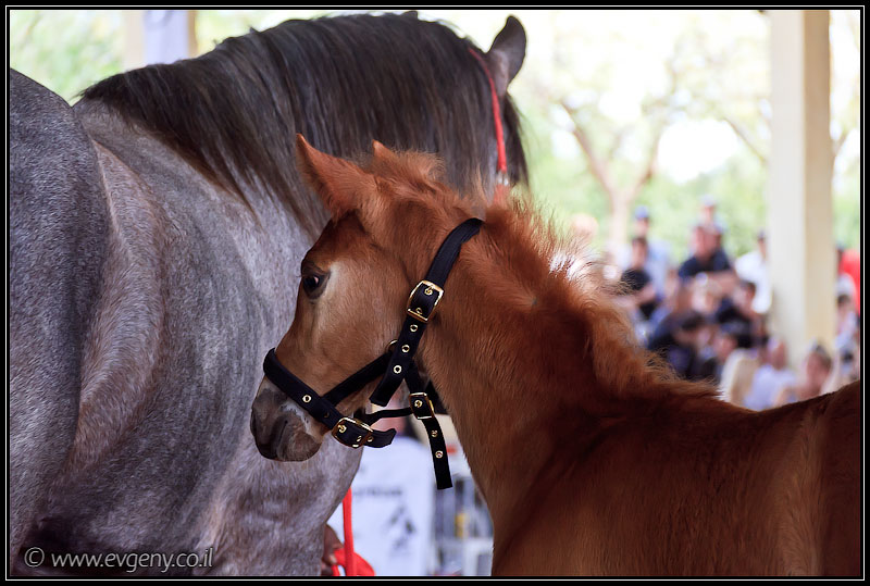il/Фото: Stallion Show 2011 (20110416 stllion show 104 2496)