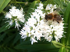 May 5 - Honey bee