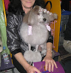 A Toy Poodle with 