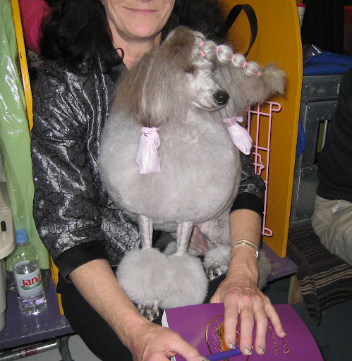 A Toy Poodle with 