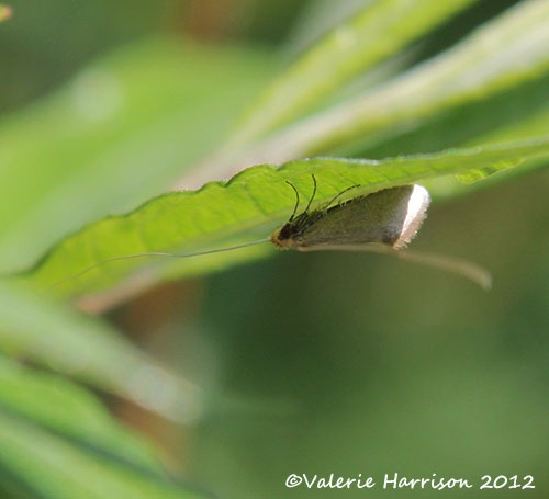 [Nematopogon-swammerdamella-1%2520%25282%2529%255B2%255D.jpg]