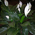 Floralia virágünnep / DSCN0464.JPG