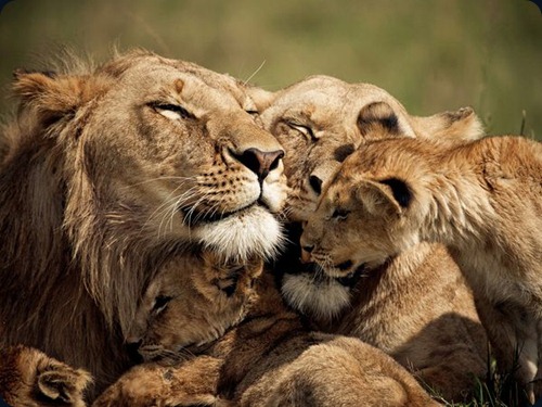 lions-cubs-kenya lions-cubs-kenya