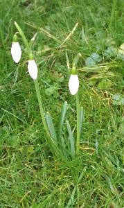 snowdrops