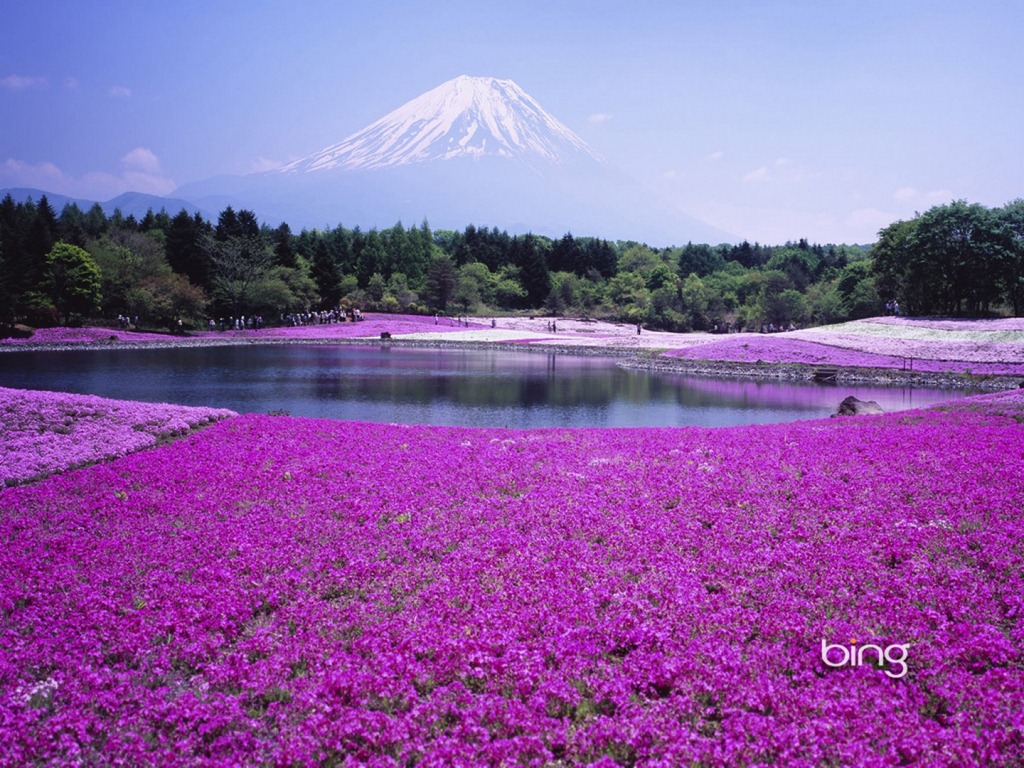 [Flores-lilas%255B4%255D.jpg]