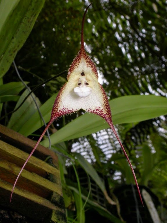 [DRACULA%2520CORDOBAE%255B4%255D.jpg]