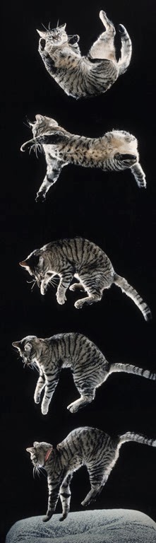 [Falling-Cats%255B4%255D.jpg]