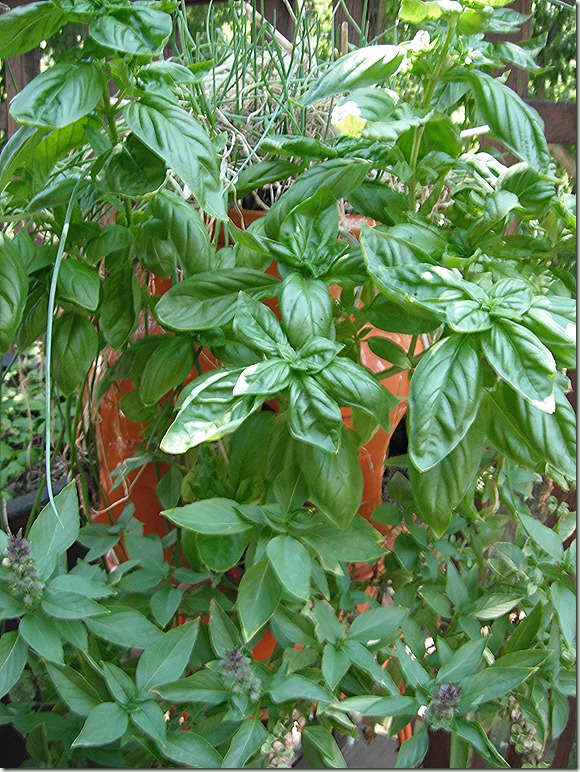 Growing Herbs