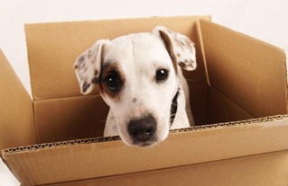 Relocating_pets Relocating_pets