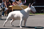 Alter Ego Bullworld Bull Of Diamond