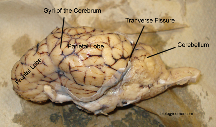 Sheep Brain Dissection | Anatomy Corner