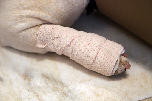 Sharkey's dewclaw, which is sort of like a dog's thumb, had grown too long and it must have snagged on something while she was frolicking outside.