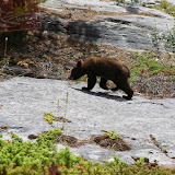 Bebê urso - Maligne River -  Jasper - Alberta, Canadá