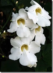 Thunbergia grandiflora alba
