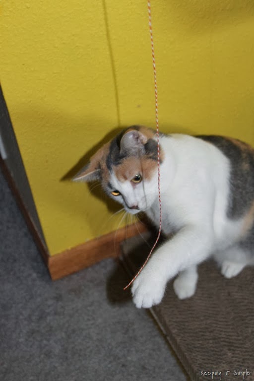 [%2523shop%2520%2523ShebaCat%2520food%2520%25283%2529%255B7%255D.jpg]