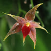Miniature Epiphytic Orchid, Costa Rica.jpg